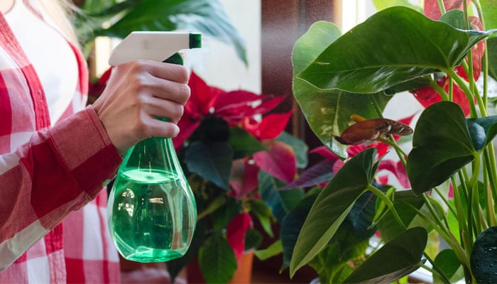 Houseplants: The Health Benefits | Let Us Furnish